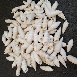 1.5lbs of White Sea Shells - NWOT